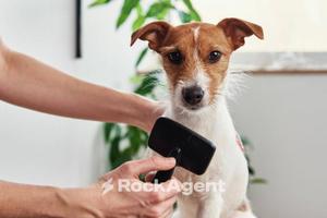 TOELETTATURA PER ANIMALI