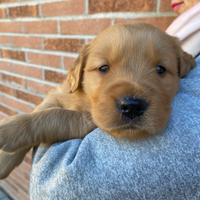 Cuccioli Golden retriever americano Bologna