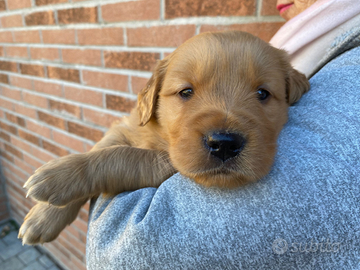 Cuccioli Golden retriever americano Bologna