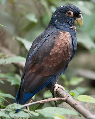 PIONUS ali bronzo