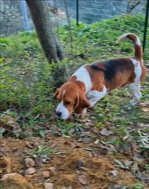 Beagle