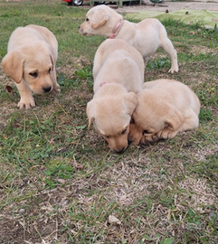 Labrador cuccioli