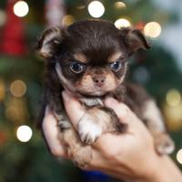 Chihuahua puppies
