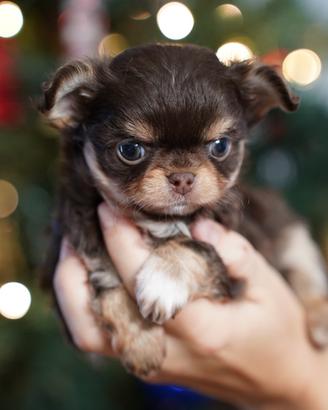 Chihuahua puppies