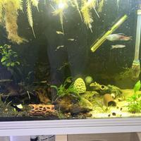 Pesci tropicali acqua dolce