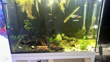 Pesci tropicali acqua dolce