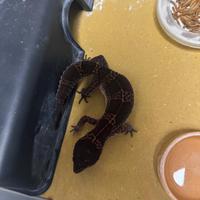 Geco leopardino black night Carbon F