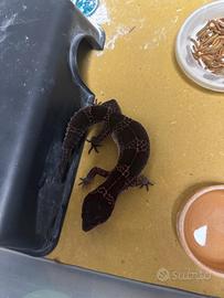 Geco leopardino black night Carbon F