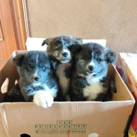 Cuccioli di akita inu