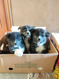 Cuccioli di akita inu