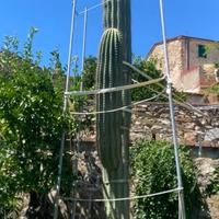 Cactus gigante