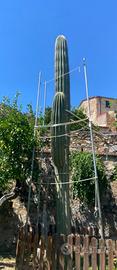 Cactus gigante