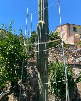 Cactus gigante