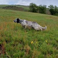 Setter Inglese maschio 2 anni e mezzo