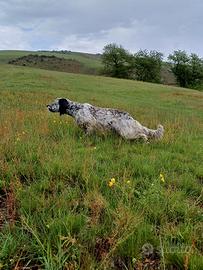 Setter Inglese maschio 2 anni e mezzo