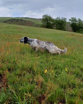Setter Inglese maschio 2 anni e mezzo