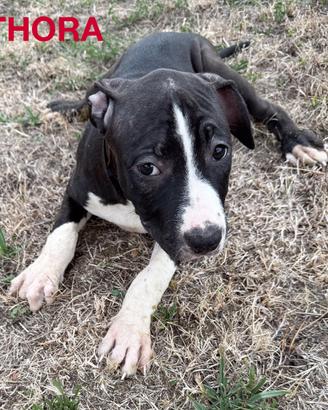 Cuccioli Amstaff