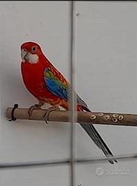 Disponibile Pappagallo Rosella