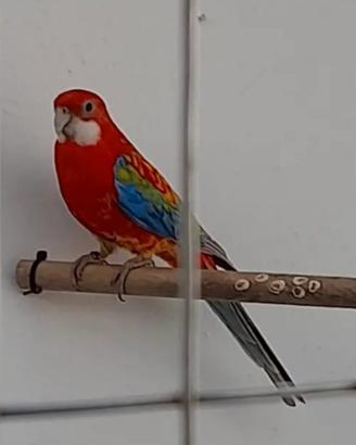 Disponibile Pappagallo Rosella