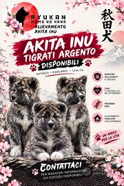 Akita inu tigrati argento