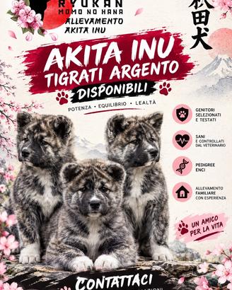 Akita inu tigrati argento
