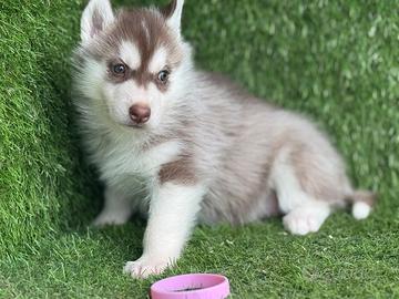 Husky