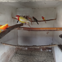 Rosella manto. oro