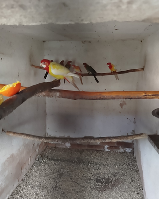 Rosella manto. oro