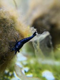 Caridine blu sapphire