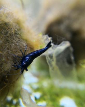 Caridine blu sapphire
