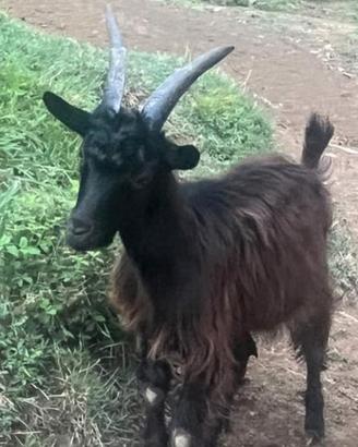 Capretto nero E grigio bianco orobico