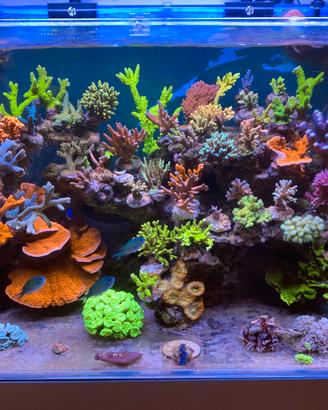 Frag coralli