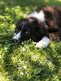 Border collie bianchi e neri