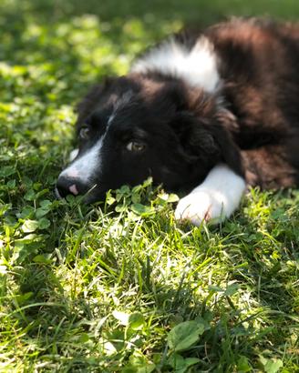 Border collie bianchi e neri