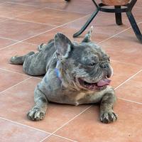 Bulldog francese blue merle monta