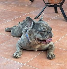 Bulldog francese blue merle monta