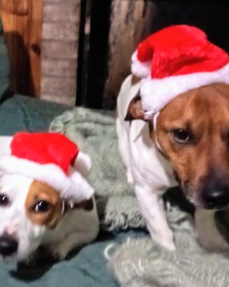 Jack Russel