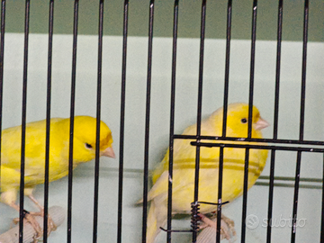 Canarini gialli