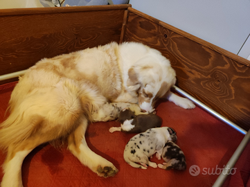 Cuccioli Australian shepherd