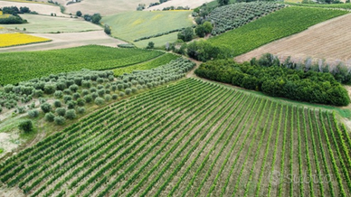 Terreno coltivato a vigneto e oliveto