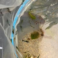 Caridine green 50 esemplari