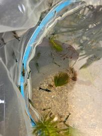 Caridine green 50 esemplari