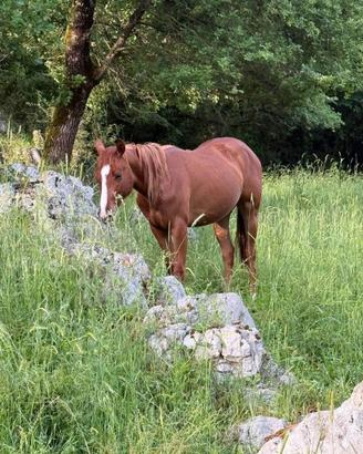 Cavallo