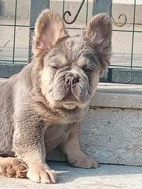 bulldog francese lilac tan 