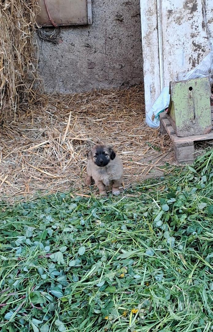 Vassoio Igienico Pieghevole In Silicone Per Cani E Gatti – Antiscivolo, Antiperdita, Comodo Per Viaggi E Addestramento