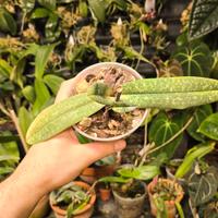 orchidea Paphiopedilum 