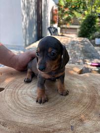 Bassotto kaninchen