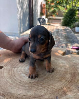 Bassotto kaninchen