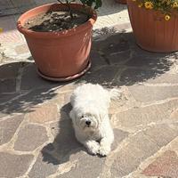 Disponibile per Accoppiamento - Maltese Maschio