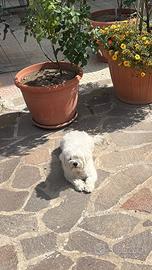 Disponibile per Accoppiamento - Maltese Maschio